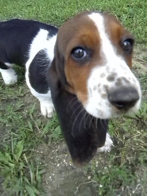 Submitted by: Diane Harris