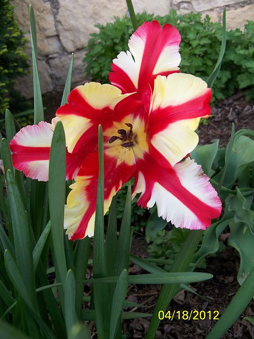 Submitted by: Diane Harris