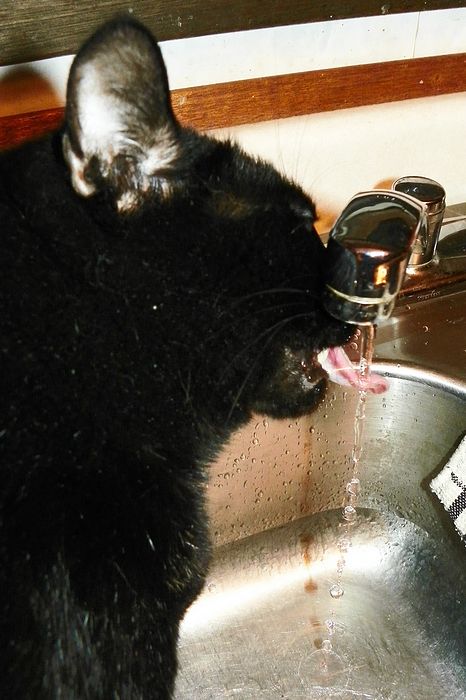Submitted by: pmenster