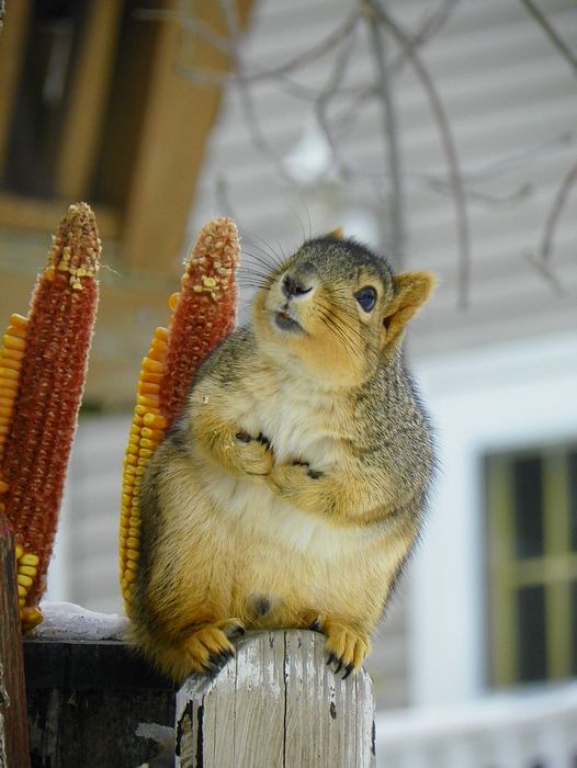 Submitted by: pmenster