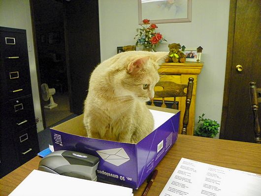 Submitted by: pmenster