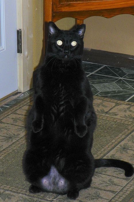 Submitted by: pmenster