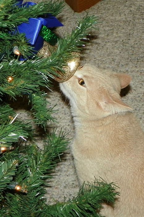 Submitted by: pmenster