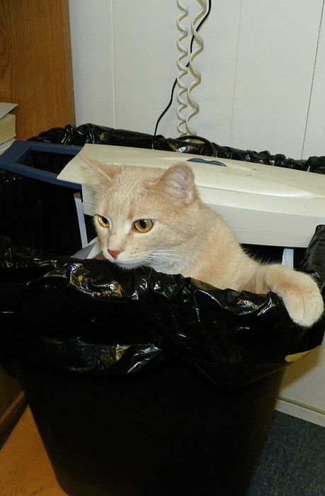 Submitted by: pmenster