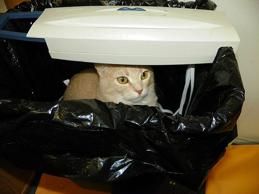 Submitted by: pmenster