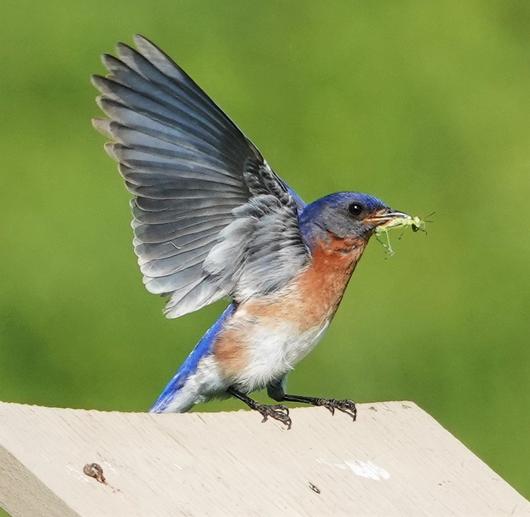 Submitted by: marty.corfman@thmedia.com