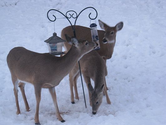 Submitted by: Debbie Antolik