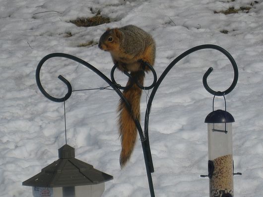 Submitted by: Debbie Antolik
