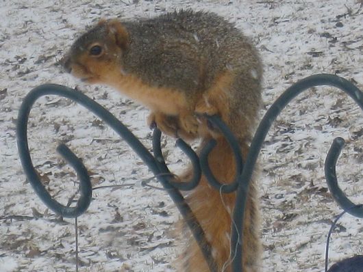 Submitted by: Debbie Antolik
