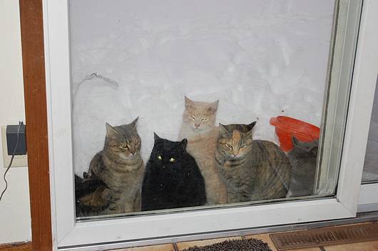 Submitted by: phyllisblech