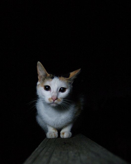 Submitted by: Steven Schleuning