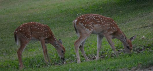 Submitted by: Peggy Driscoll