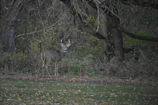Submitted by: Peggy Driscoll