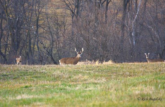 Submitted by: Rich Bugalski