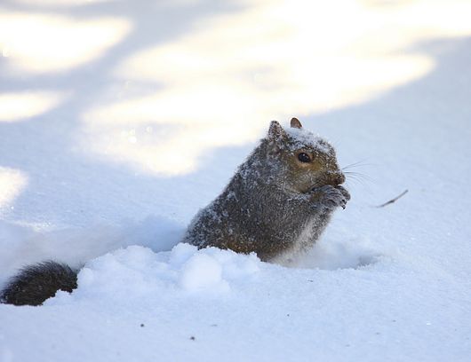 Submitted by: Rich Bugalski