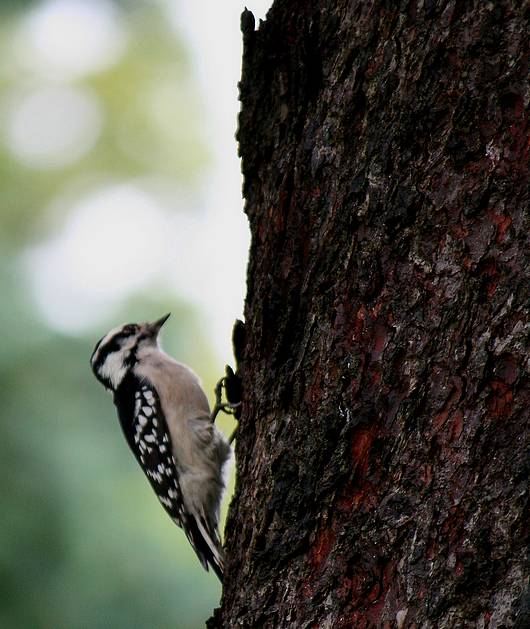 Submitted by: Rich Bugalski