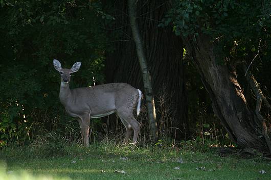 Submitted by: Rich Bugalski