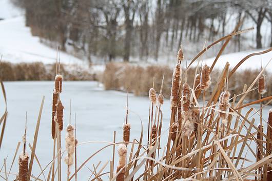 Submitted by: Rich Bugalski