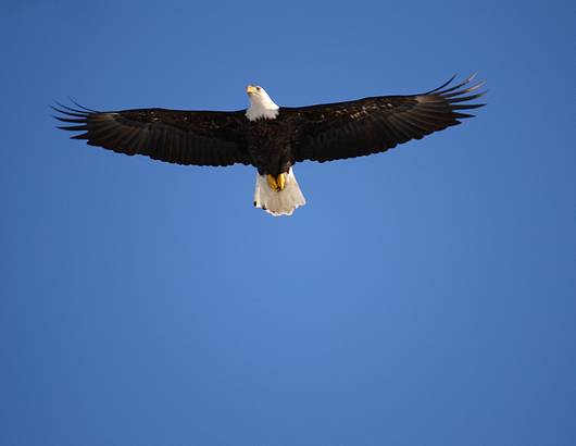 Submitted by: Rich Bugalski