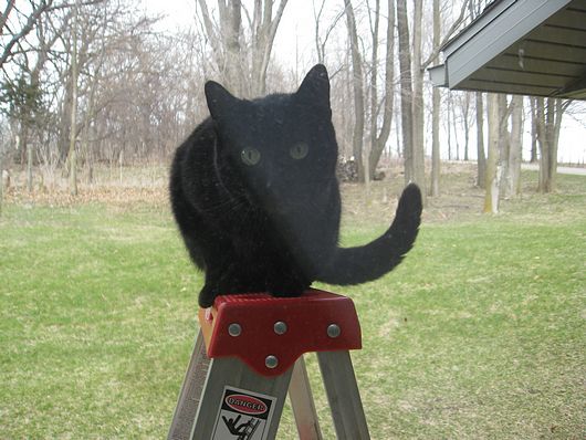 Submitted by: Debbie Antolik