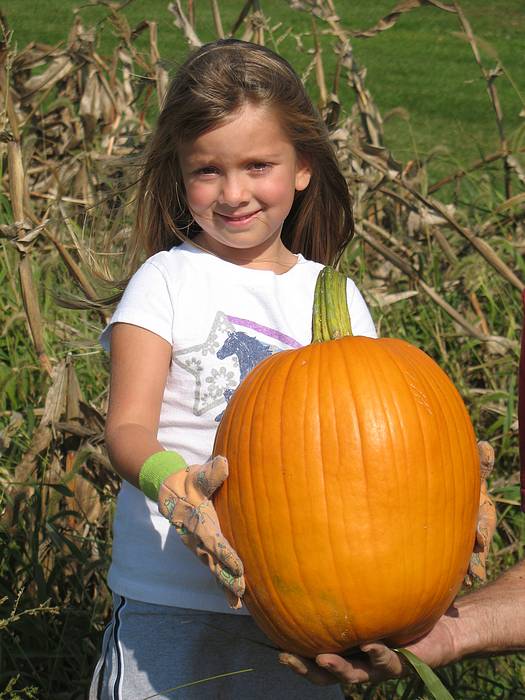 Submitted by: dawnpregler