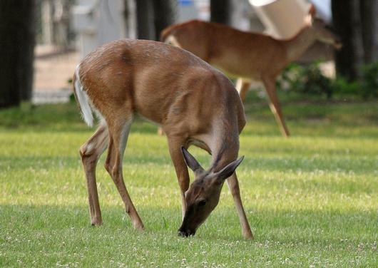 Submitted by: podnar06