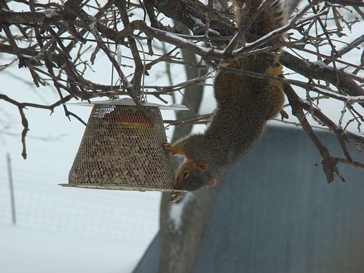 Submitted by: John Lux of Cascade, Iowa