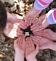 Girl scout troop 7236 finds their first flower of Spring. Taken April 9th at Camp Little Cloud by Robin Mcgovern.