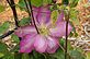 Clematis in Bloom in April. Taken 4-25-12 Backyard by Peggy Driscoll.