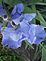 Skyblue Iris. Taken May 25,2011 at our residence in Graf, Iowa by Jeanne Mayne.