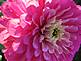 Pink Zinnia. Taken 7-22 in my backyard. by Dawn Pregler.