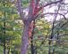 Leaves changing color. Taken Sept. 19, 2009 by Julie Gerhards-Wagner.