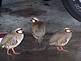 These are Chukar Partridges found on Sunlight Ridge in Dubuque, Iowa. They were looking for food this past week. The DNR thinks these partridges are not wild, but maybe grown on a farm.