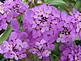 Dwarf Candytuft flowers add color. Taken on June 26 in my garden. by Dawn Pregler.