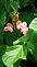 A Painted Lady Runner Bean Blossom.. Taken June 27, 2010 My garden. by Paulette Myers.