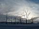 A grove of trees against a winter sky.