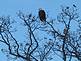 A bald Eagle scans the area from the top of a tree.  Photo taken by Chip Pregler.