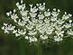 Queen Anne's Lace. Taken 7-25 at the farm. by Dawn Pregler.