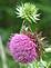 Purple thistle plant in bloom. Taken 7-27 at the farm. by Dawn Pregler.