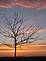 Bands of color highlight a single tree at sunset.