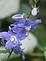 Purple wildflowers bloom. Taken 7-25 at the farm. by Dawn Pregler.