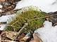 New moss grows right through new snow.