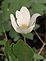 A single wildflower blooms. Taken on Sunday  at the farm. by Dawn Pregler.