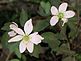 Pale pink flowers bloom. Taken on Sunday in the woods. by Dawn Pregler.