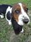 Puppy dog ears drag on ground when she walks. Taken August 2010 Delhi, Iowa by Diane Harris.