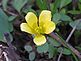 A single yellow wildflower opens. Taken on Sunday in the woods. by Dawn Pregler.