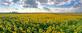 Sunflowers galore. Taken in September  in Belle Plaine, Iowa by Lorlee Servin.