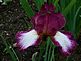 Iris gardens . Taken 5-14-12 N.J. by John Maas.
