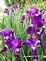 Flowers after a spring rain. Taken April 2010 Cascade, Iowa by Diane Harris.