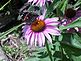 A butterfly on a flower. Taken June 29, 2010 in my flower garden by Sabrina Vonderhaar.